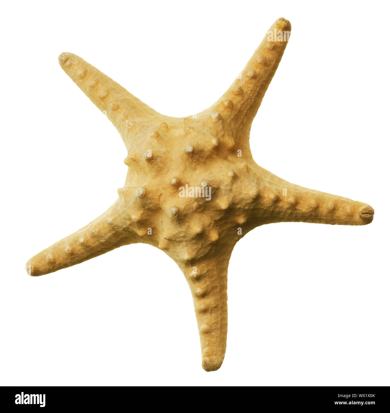 iv wmns starfish