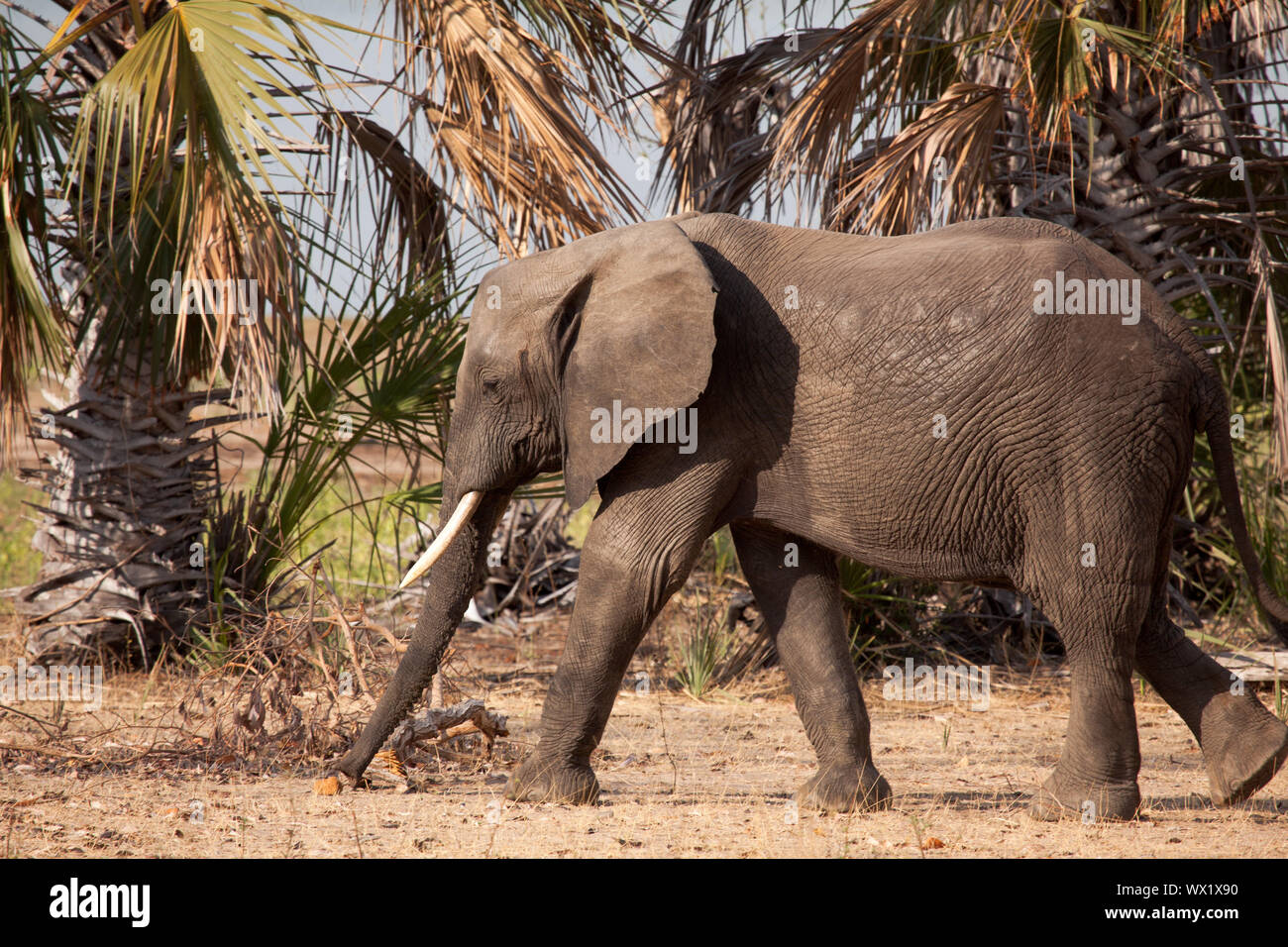 Lone African elephant walks across the dry floor of Selous Game Reserve, Tanzania Stock Photo