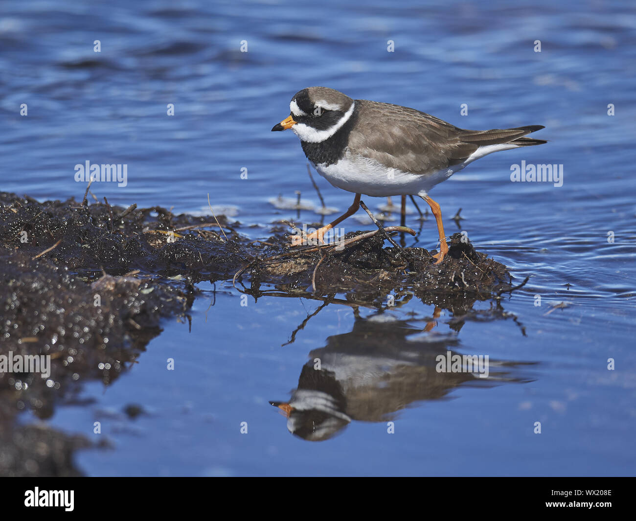 Common Ringed Plover Stock Photo Alamy