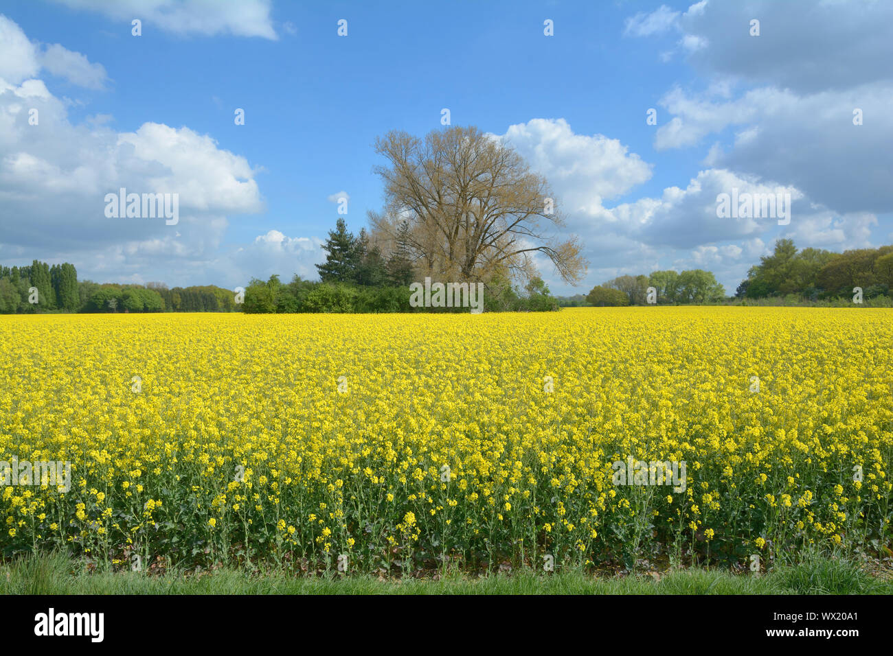 Springtime in Rhineland,North Rhine westphalia,Germany Stock Photo