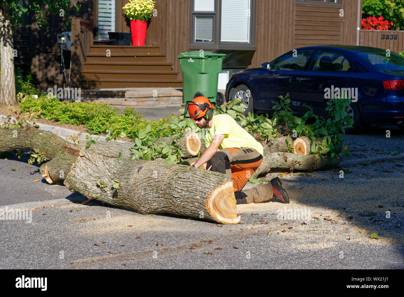 A tree surgeon cutting a huge log of a large diseased elm in complex tree removal operation in a suburban street. Stock Photo
