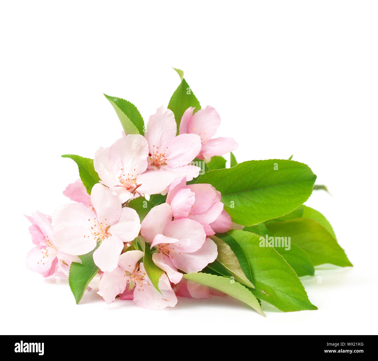 Apple Blossom Stock Photo