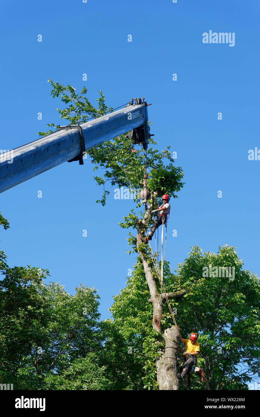 A huge crane removing parts of a large diseased elm in complex tree removal operation in a