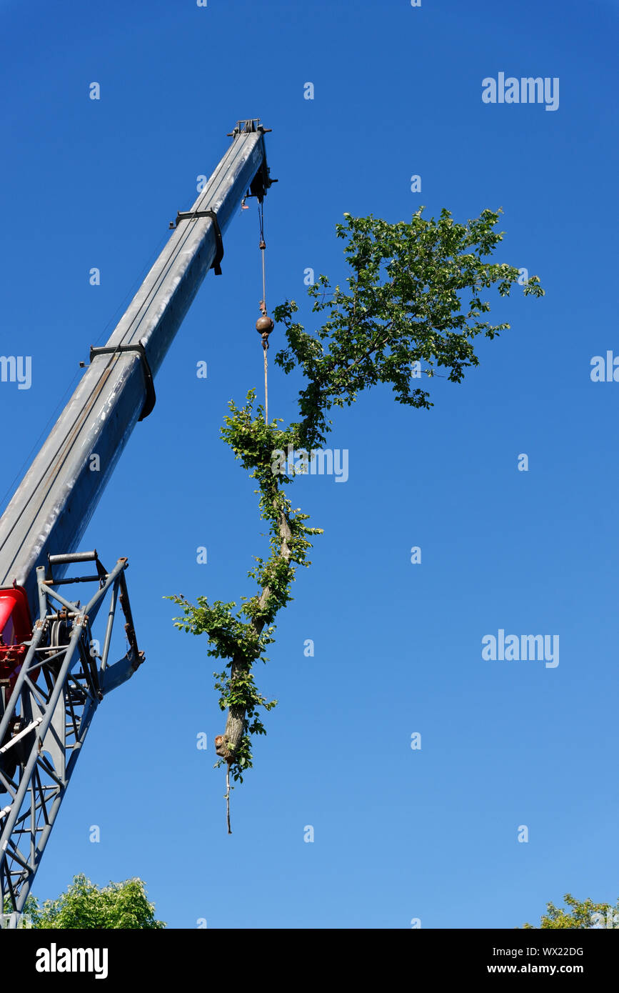 A huge crane removing parts of a large diseased elm in complex tree ...