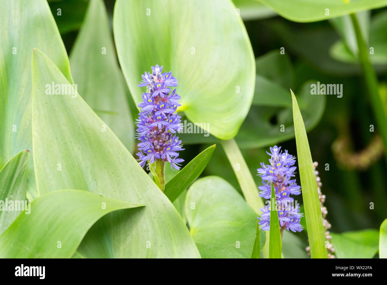 pickerelweed in bloom Stock Photo