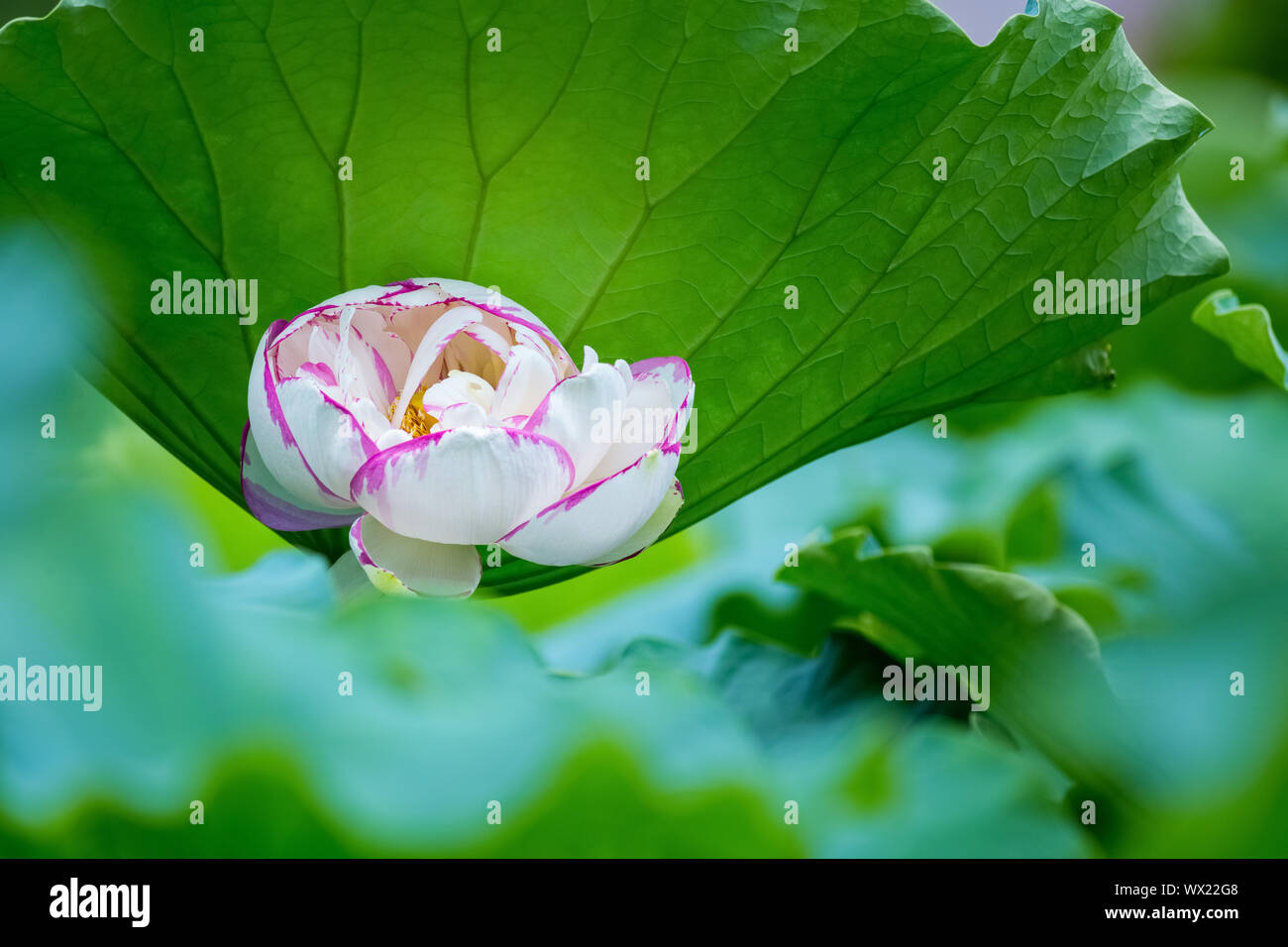 beautiful lotus flower in full bloom Stock Photo