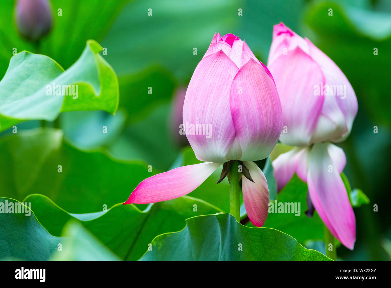 lotus flower bud closeup Stock Photo