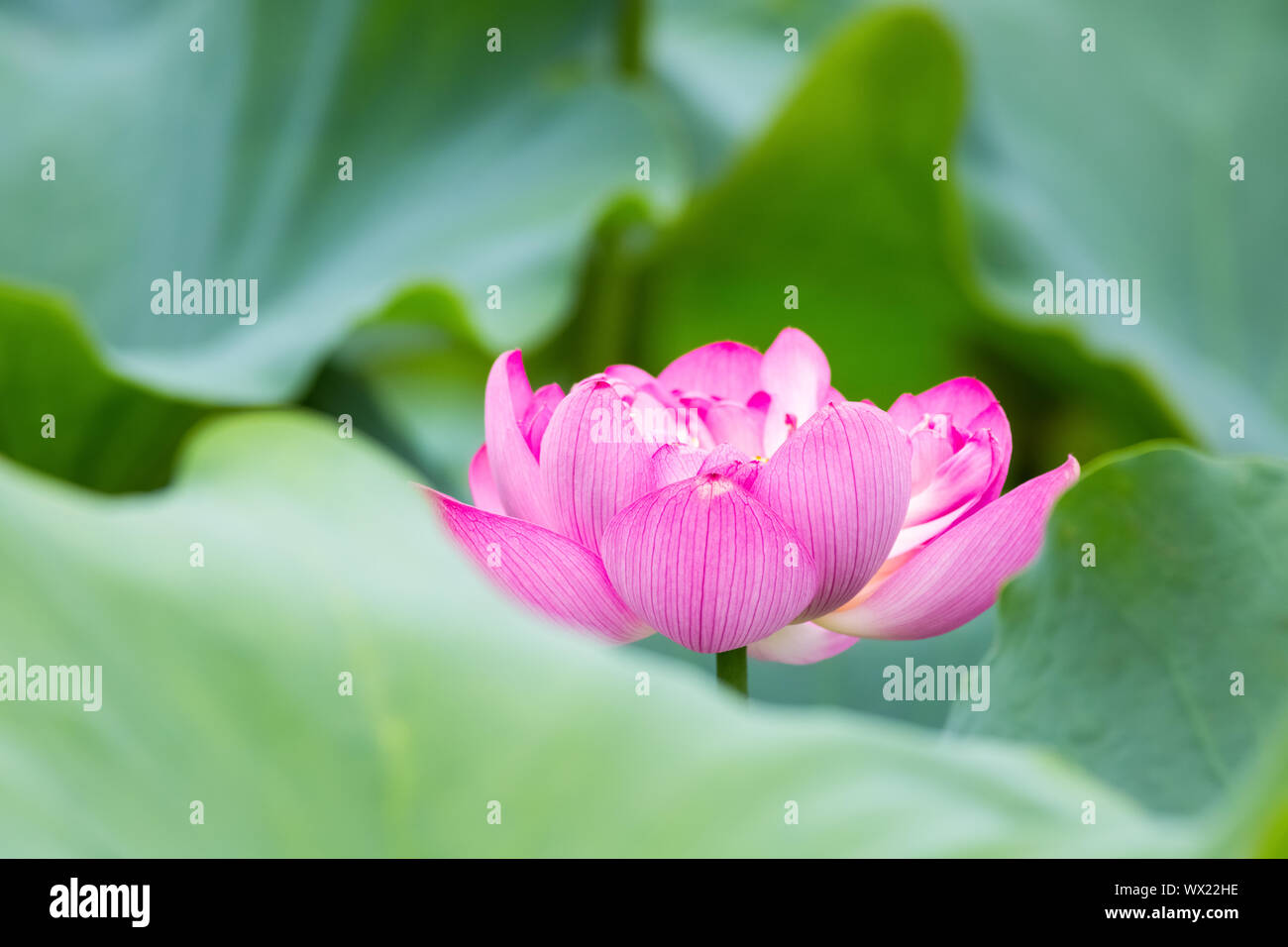 red lotus flower in bloom Stock Photo