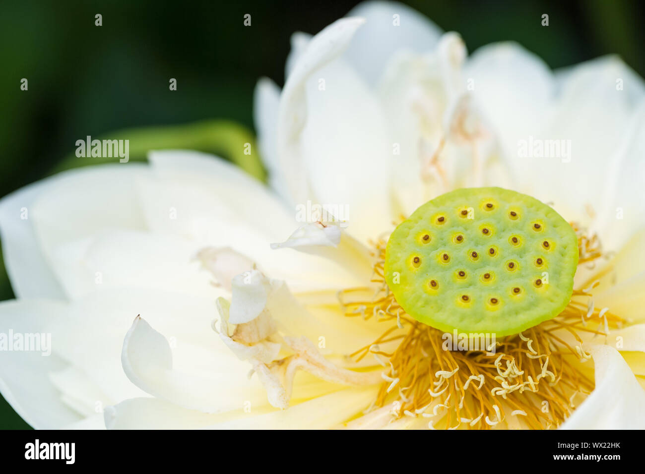 lotus flower stamen closeup Stock Photo