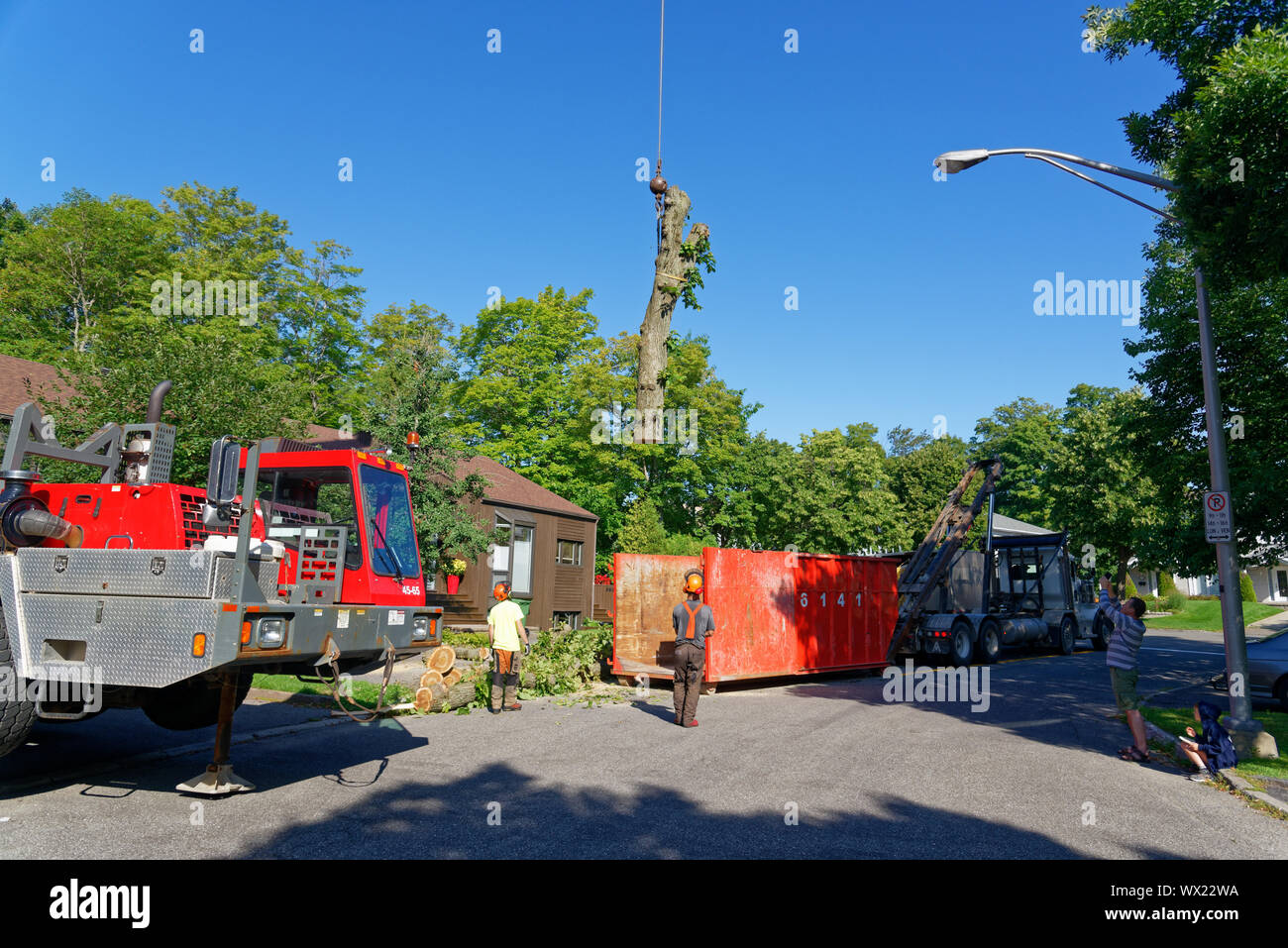 A huge crane removing parts of a large diseased elm in complex tree removal operation in a