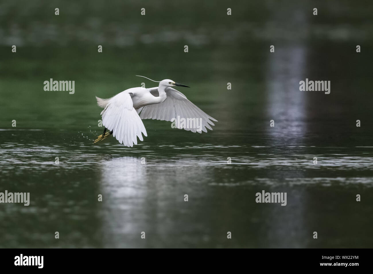 little egret in flight Stock Photo