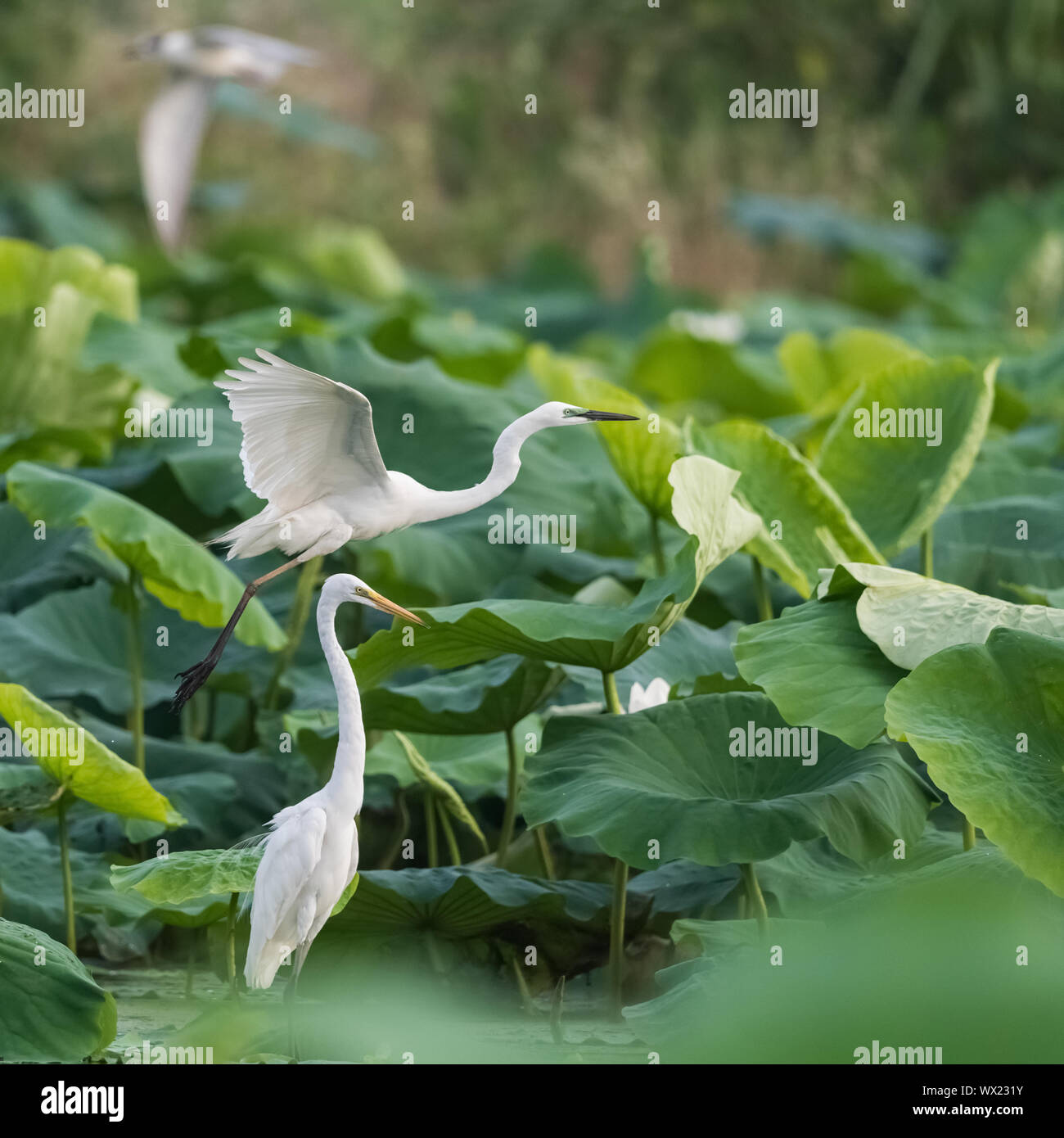 egret closeup in lotus pond Stock Photo