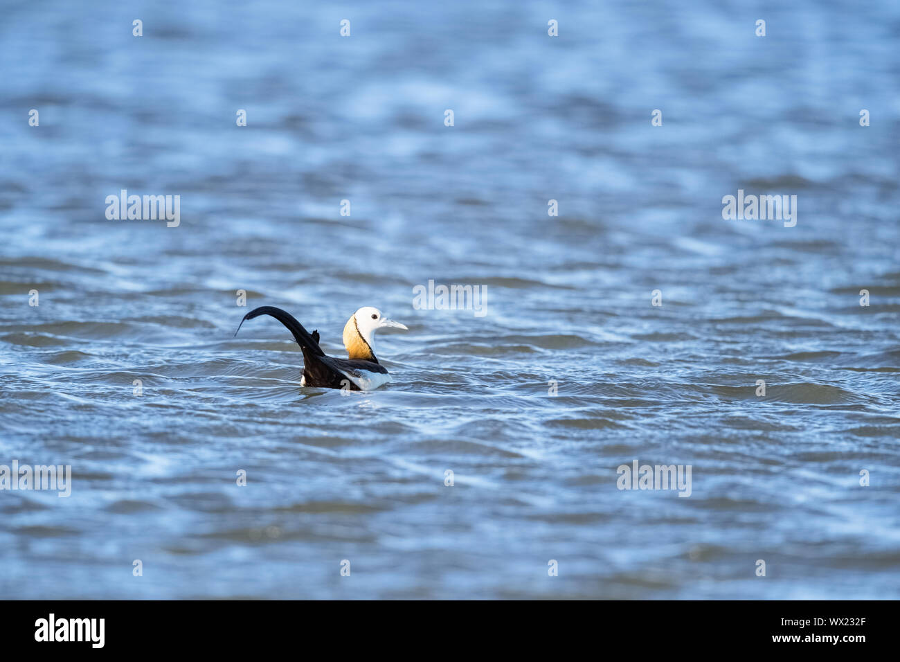 water pheasant Stock Photo