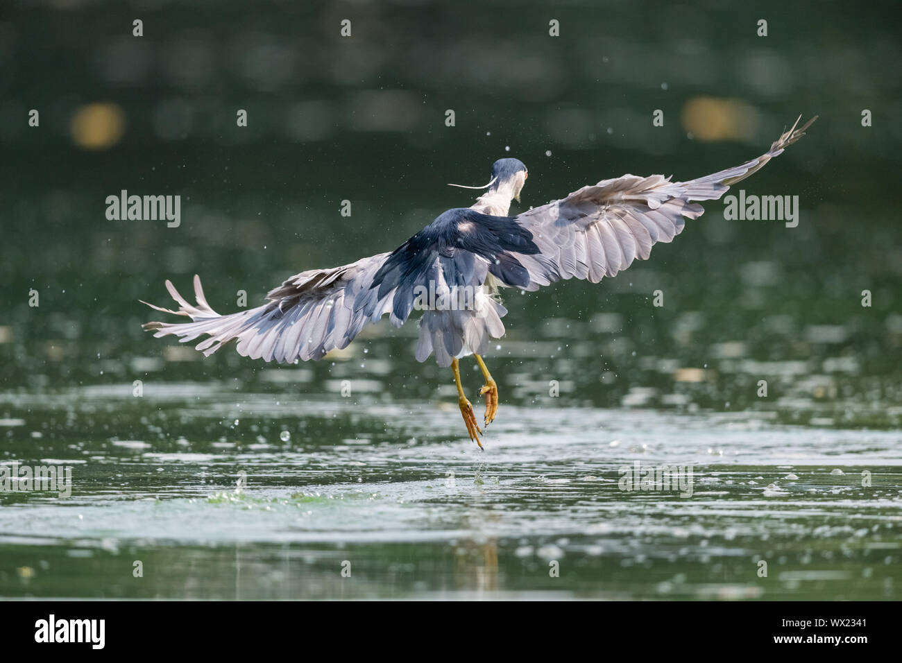 night heron closeup Stock Photo
