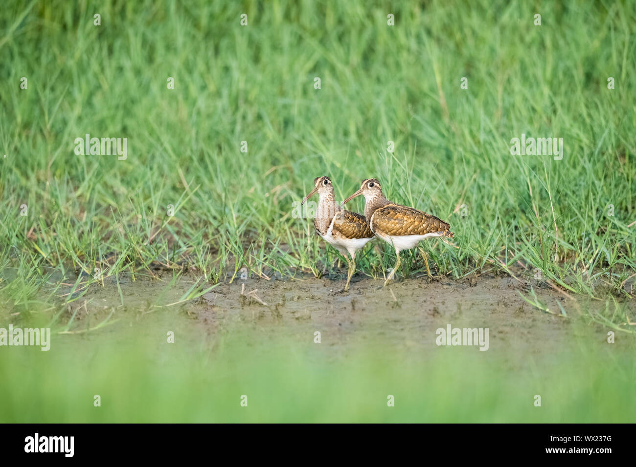 painted snipe, rostratula benghalensis Stock Photo Alamy