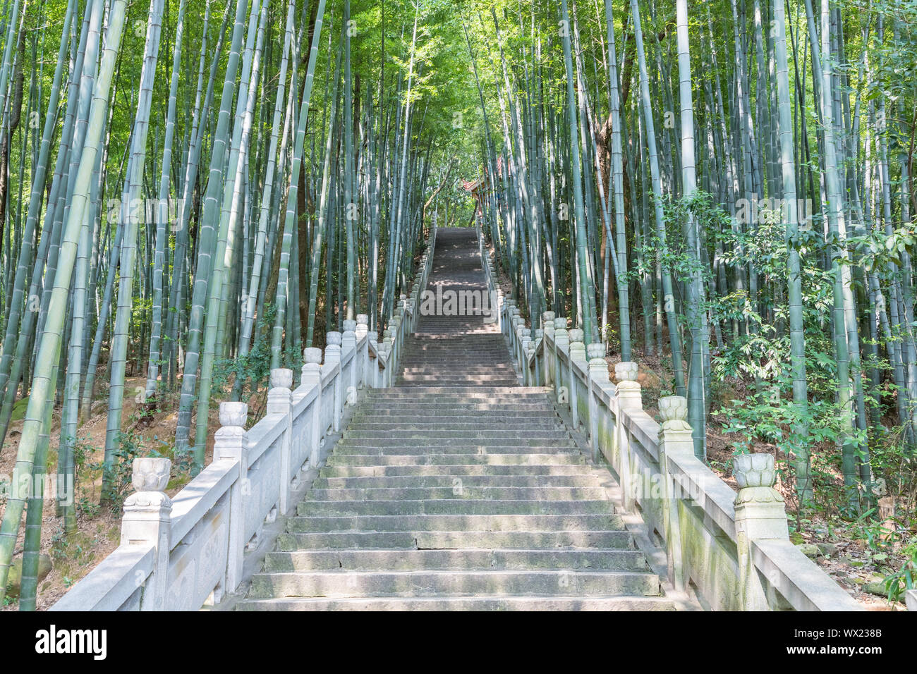 steps and bamboo forests Stock Photo Alamy
