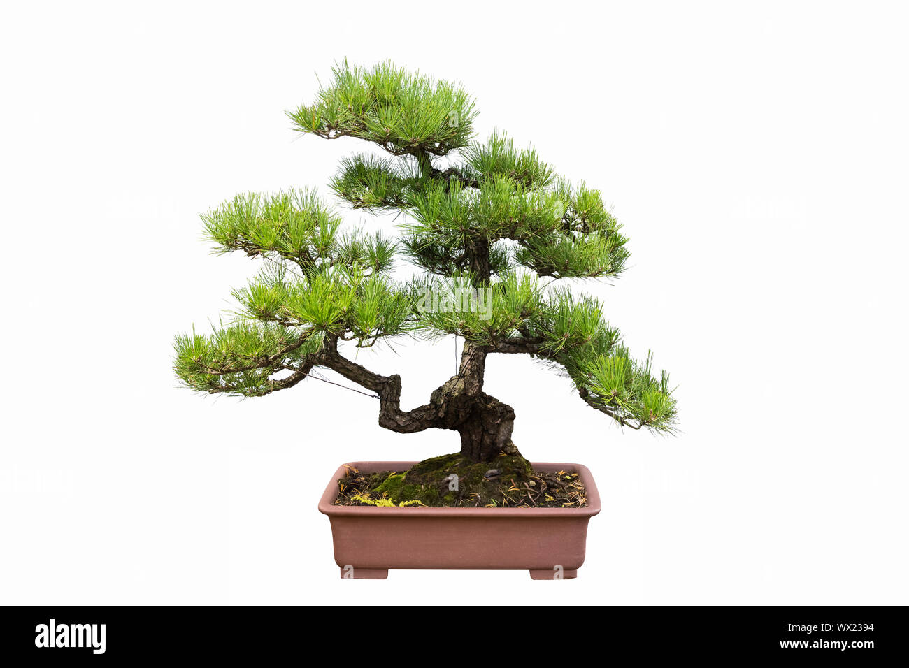 pine bonsai isolated on white Stock Photo