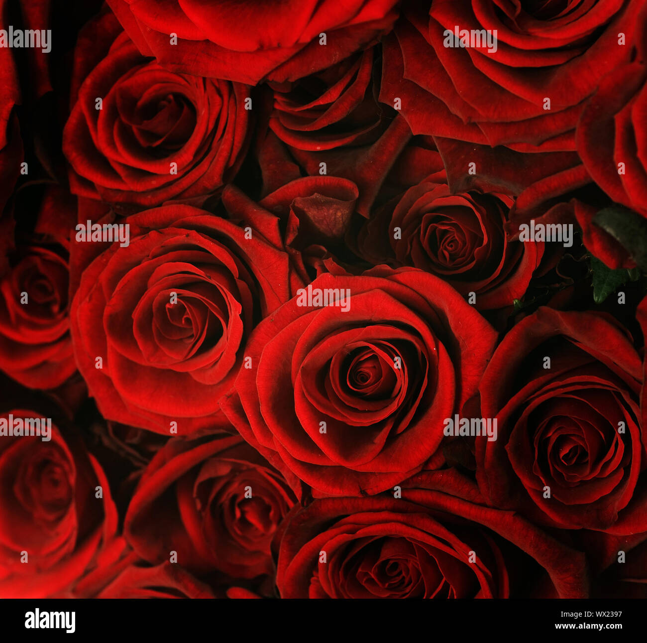 Fresh red roses heads hi-res stock photography and images - Alamy