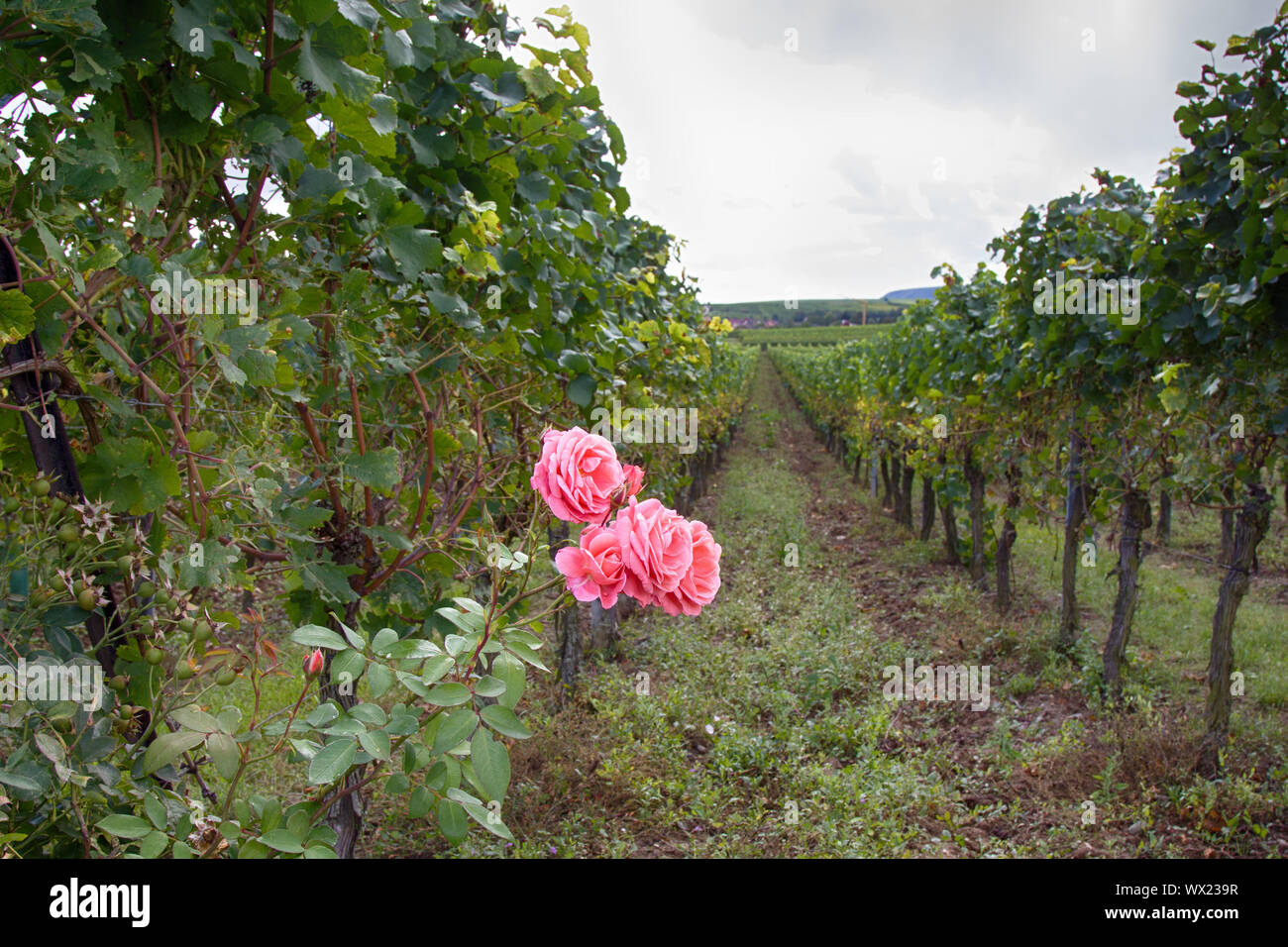 edge of estate with rose garden and trellis vine Stock Photo Alamy