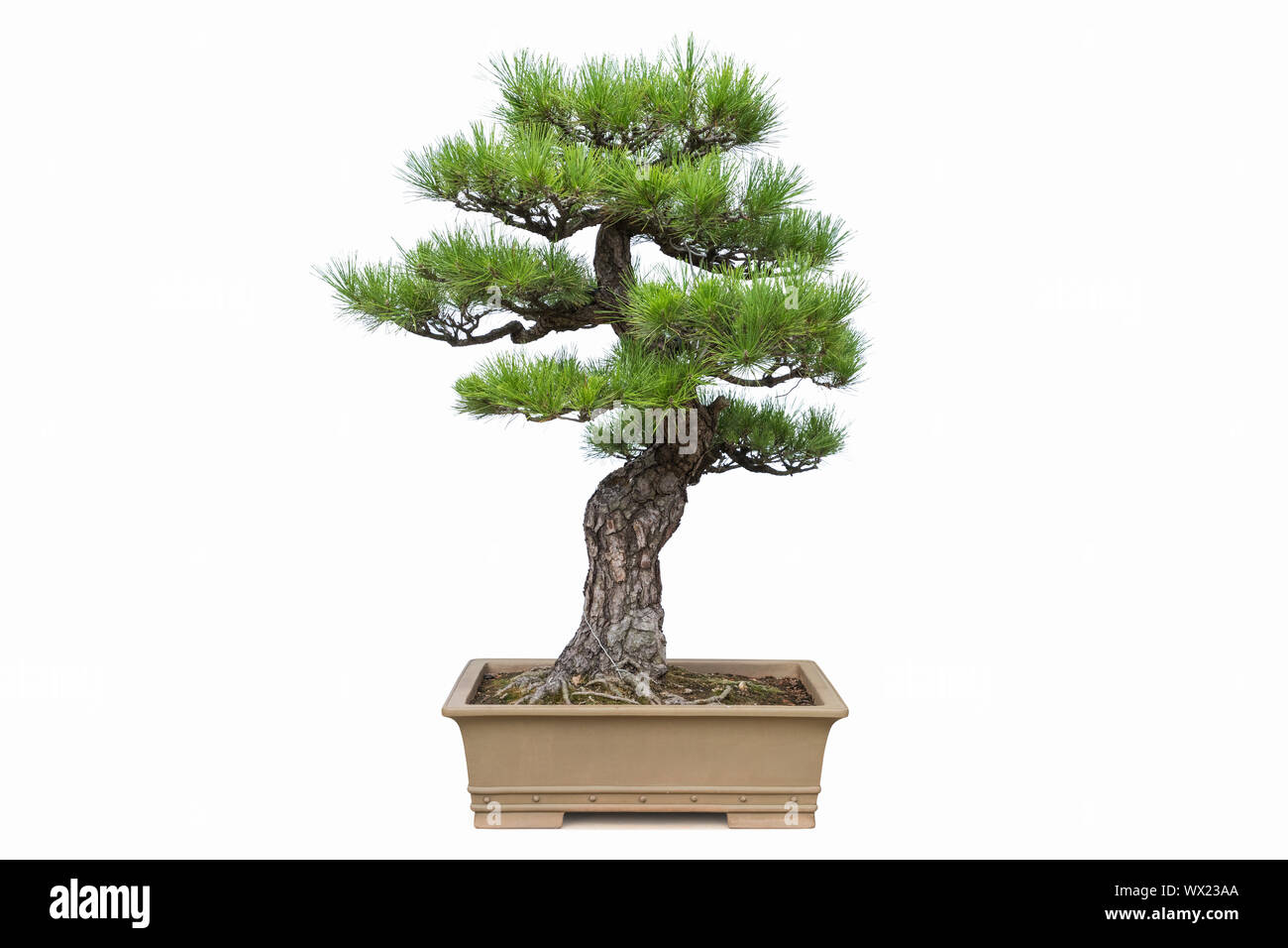 pine bonsai isolated Stock Photo