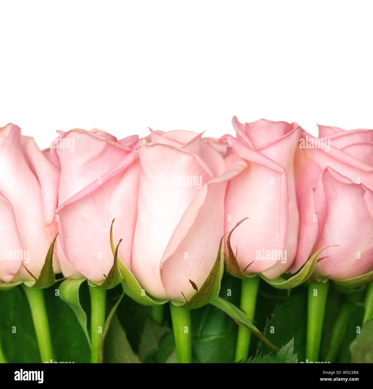 Beautiful Roses Border Stock Photo - Alamy