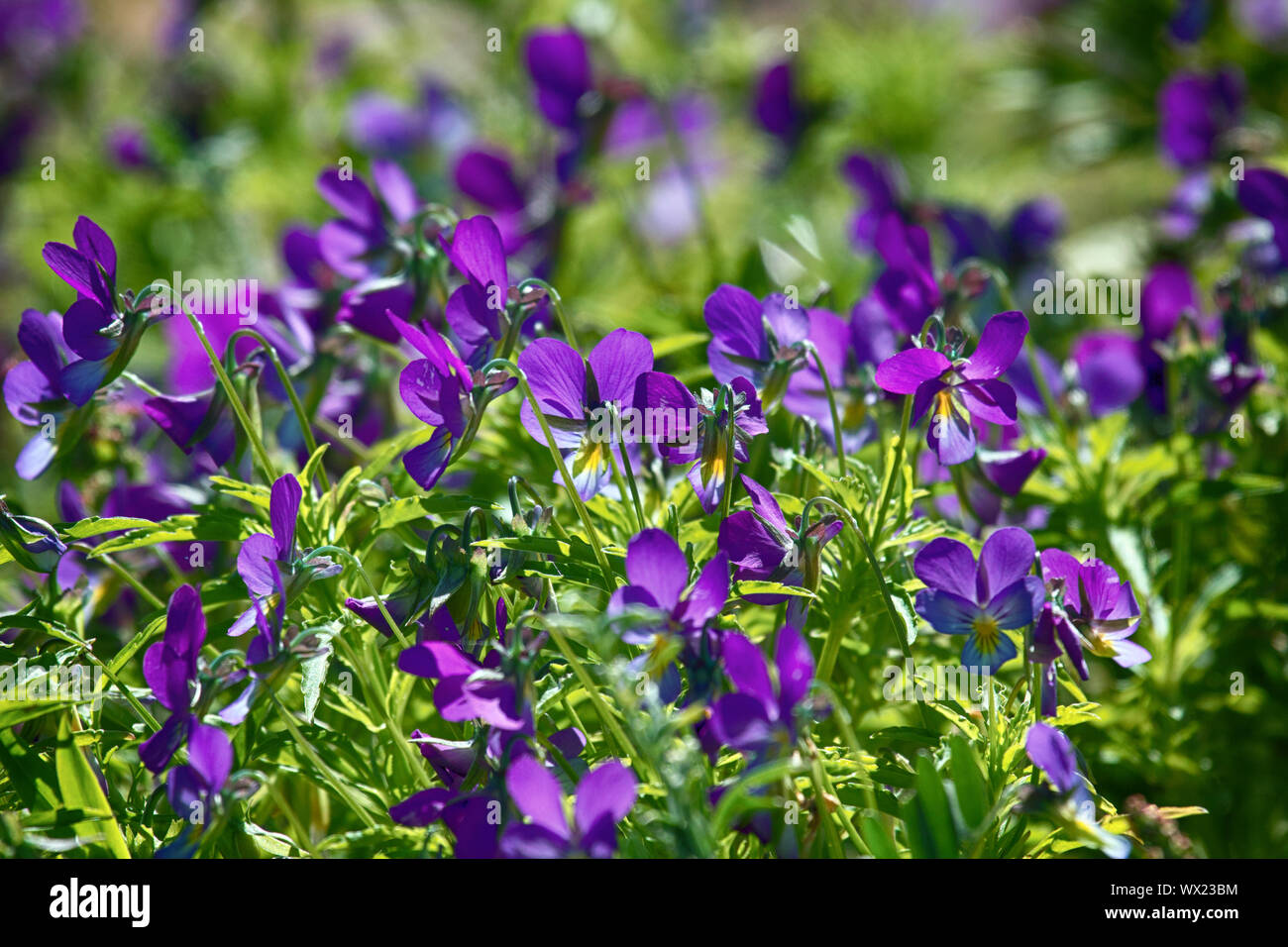 Blue marine violet (Viola odorata maritima) in middle of summer Stock Photo