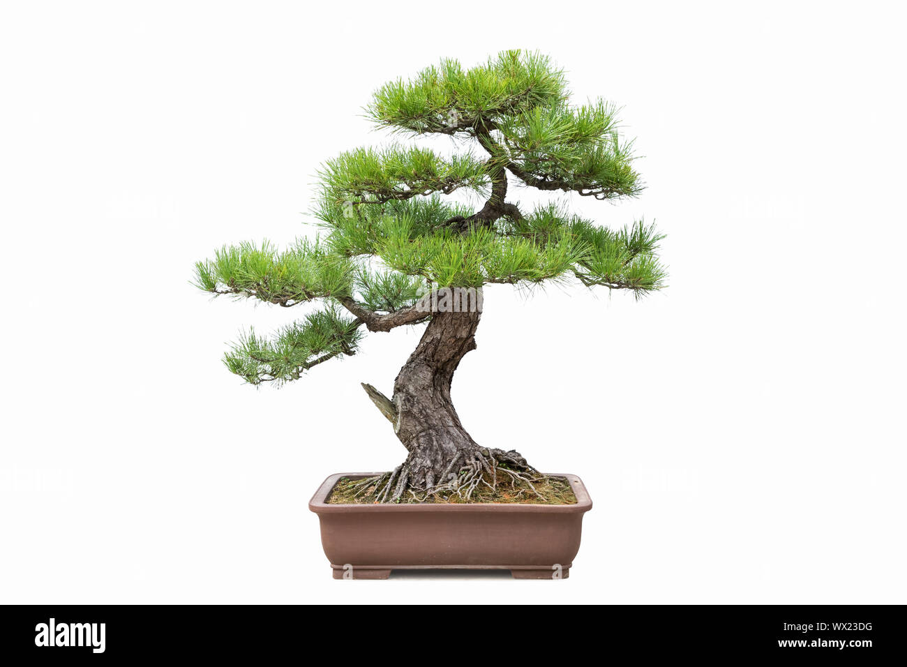 green pine bonsai isolated Stock Photo