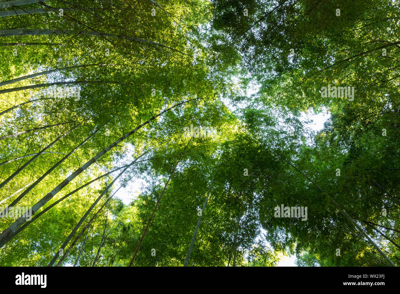 groves of bamboo Stock Photo