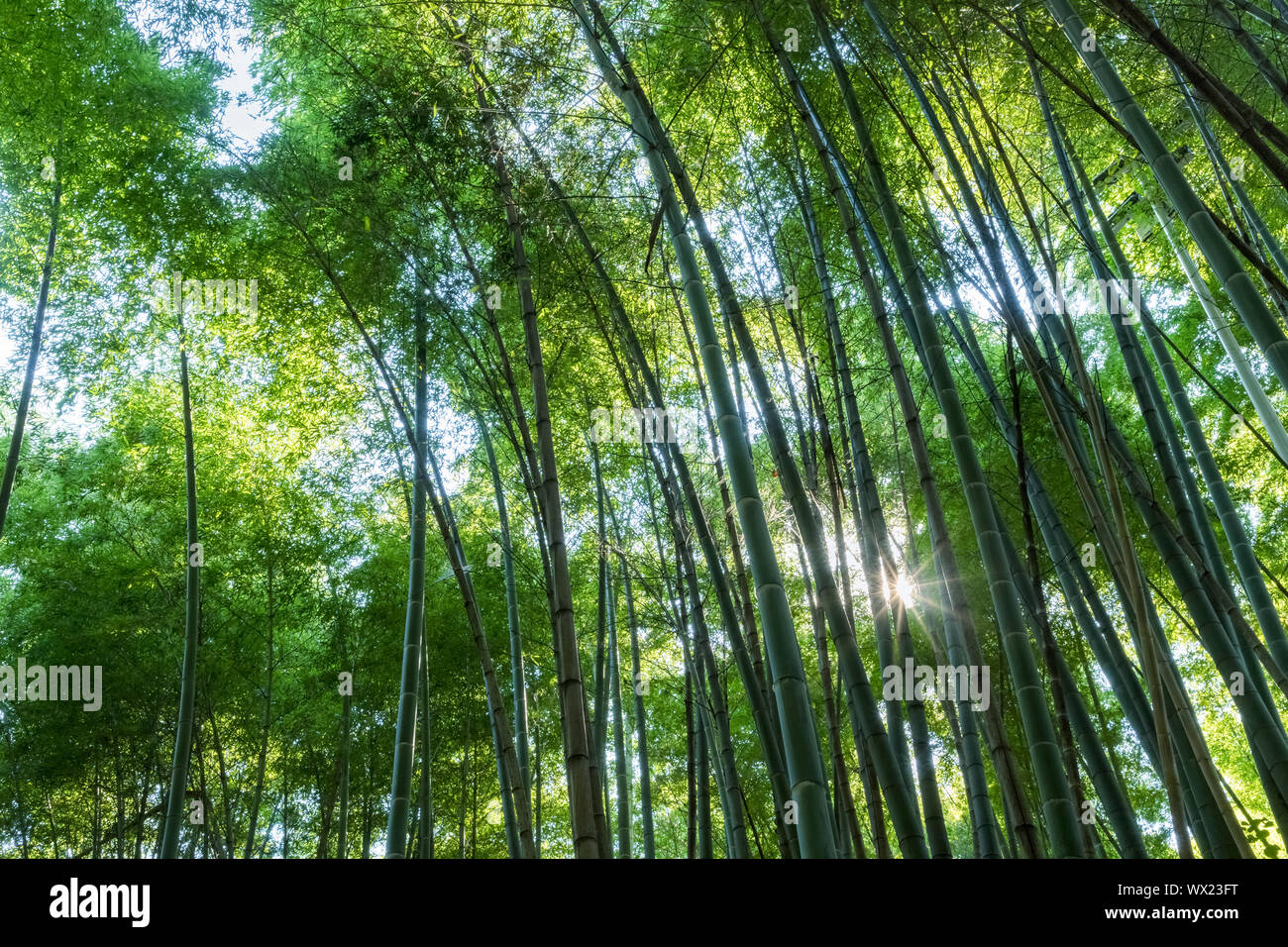 bamboo grove and sunshine Stock Photo