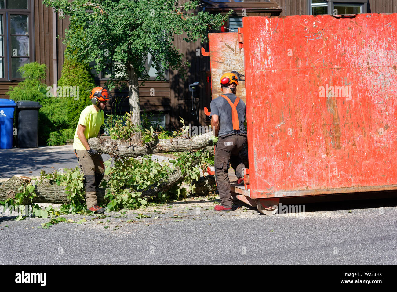 Tree surgeons carry logs from large diseased elm into a container in a  complex tree removal operation in a suburban street. Stock Photo