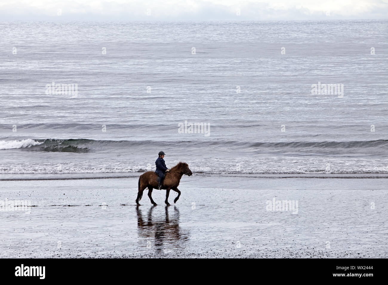 Horse with rider in mudflats, Vallnavik, Snæfellsnes, Vesturland, Iceland, Europe Stock Photo