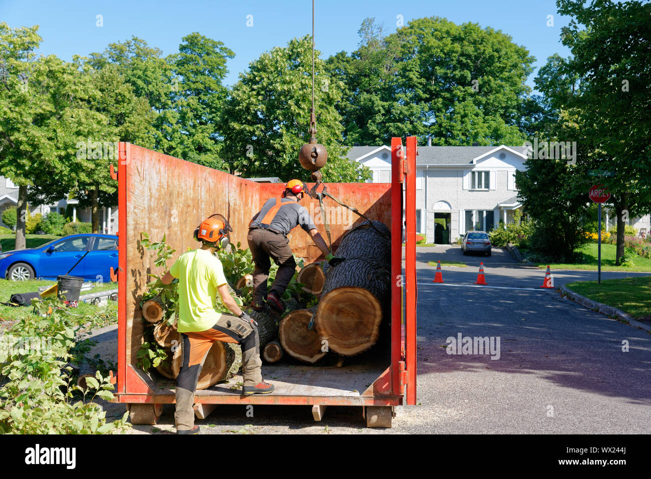Tree Removal Operations Tree surgeons cutting logs from large diseased elm in a container in a ...