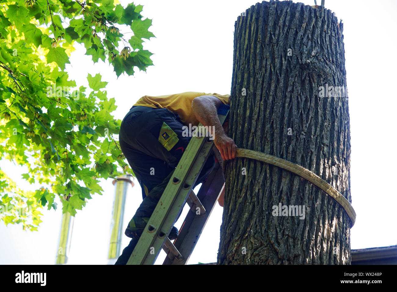 Cable tree hi-res stock photography and images - Alamy