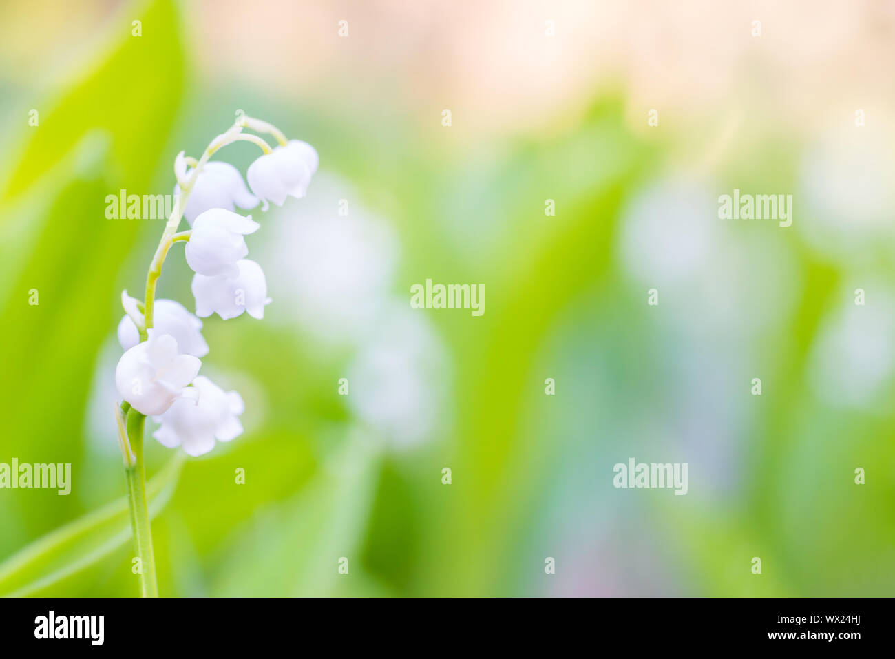White flowers lily of the valley Stock Photo - Alamy