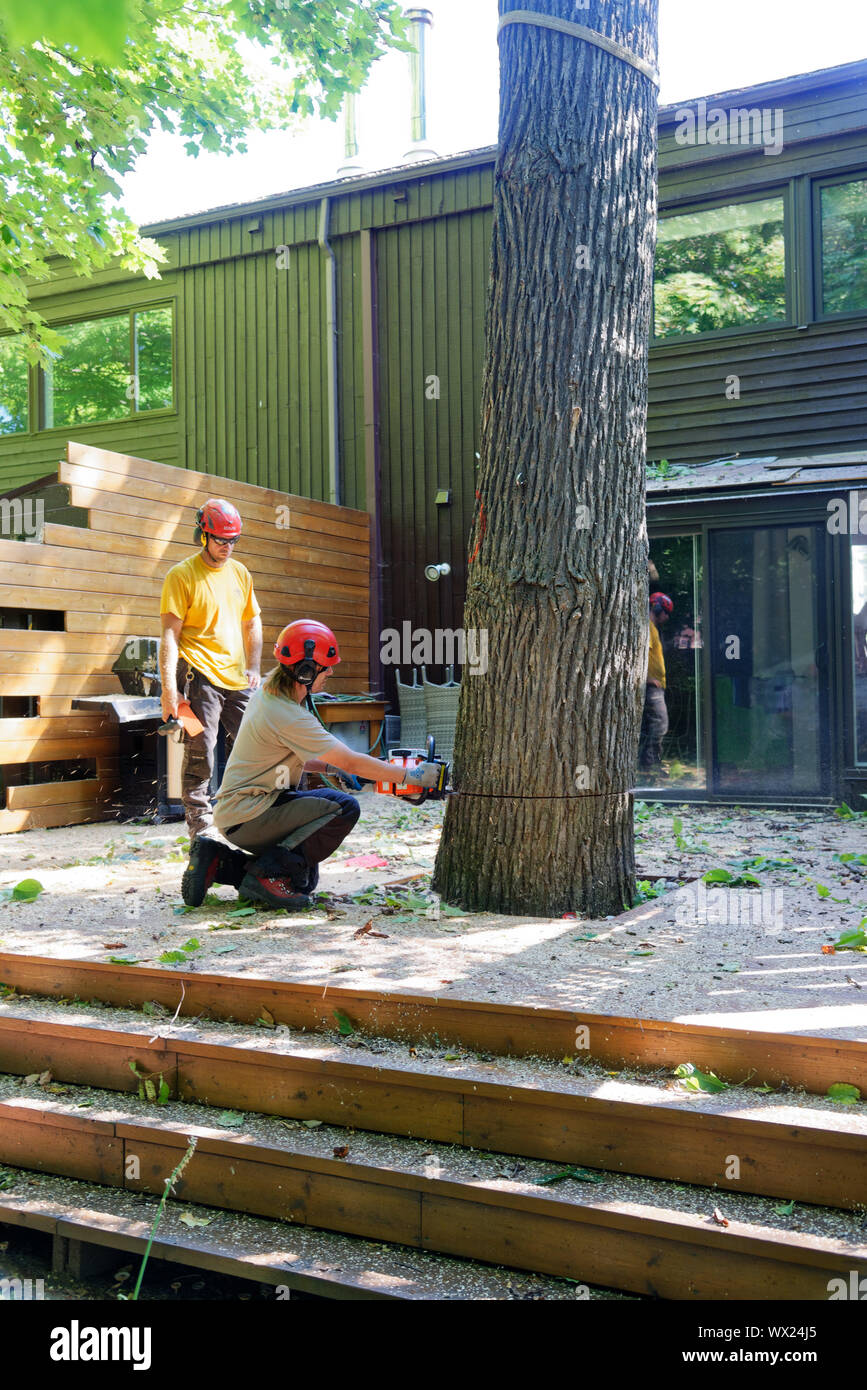 A tree surgeon cutting the trunk of a large diseased elm near a house in a complex tree removal operation in a suburban street. Stock Photo
