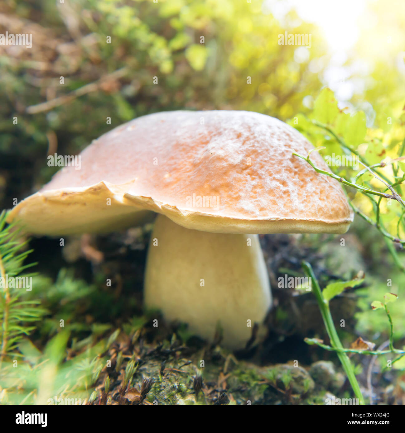 Big fresh mushroom in the forest Stock Photo