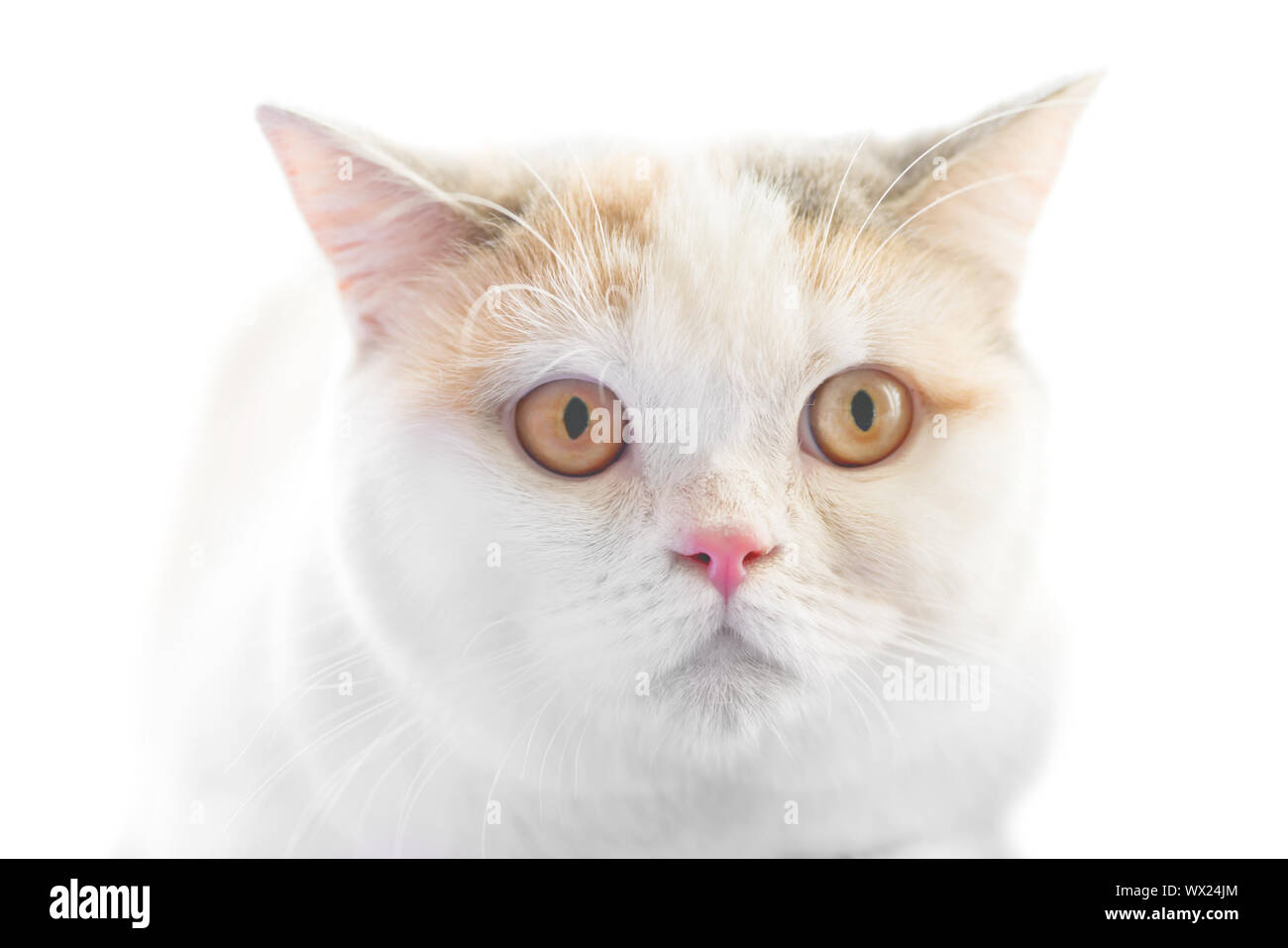 White Scottish Straight purebreed cat Stock Photo