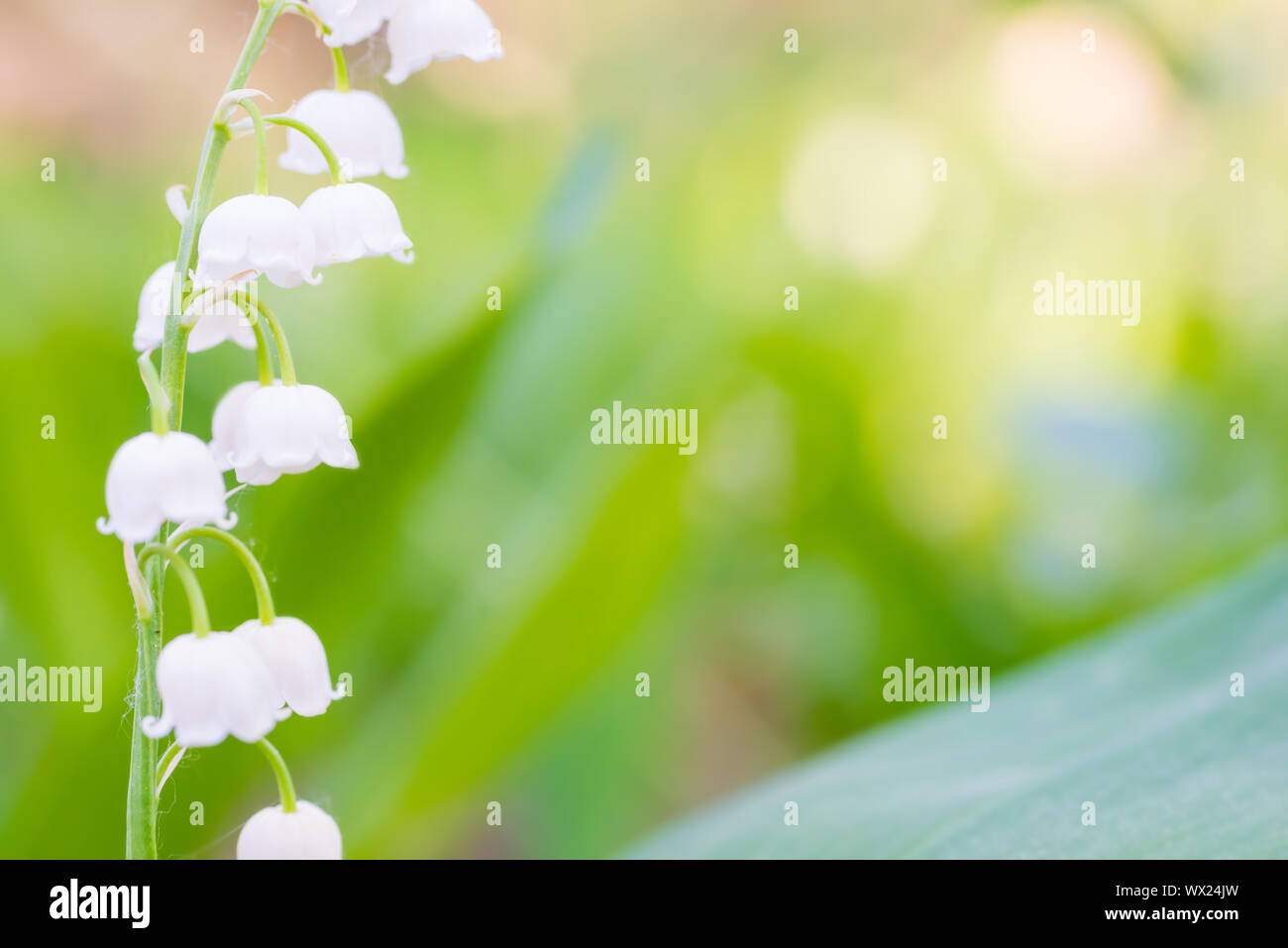 White flowers lily of the valley Stock Photo