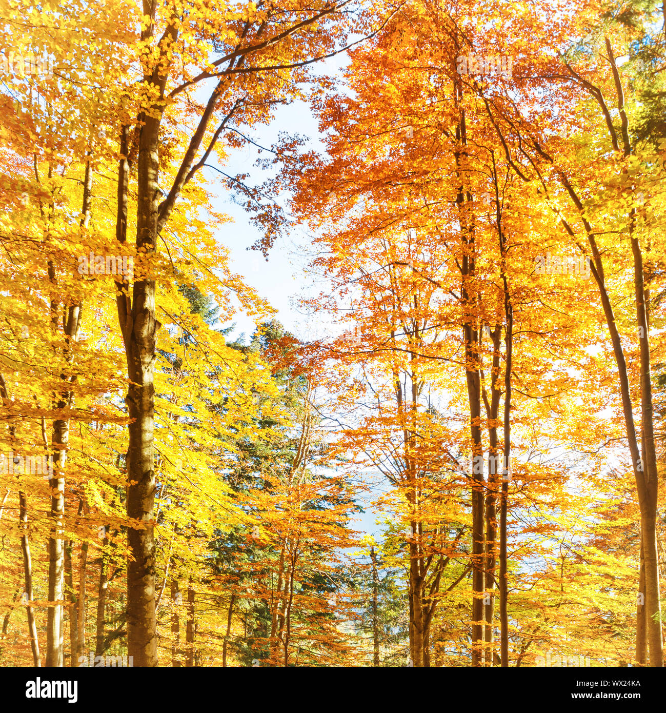 Outdoors forest hi-res stock photography and images - Alamy