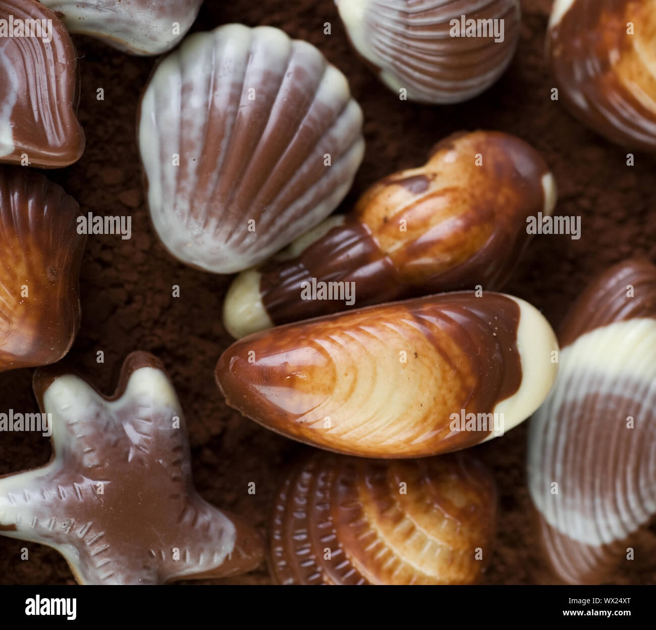 Belgian Seashells