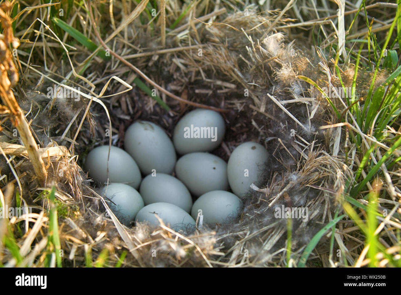Mallards nest, Clutch of nine white eggs Stock Photo