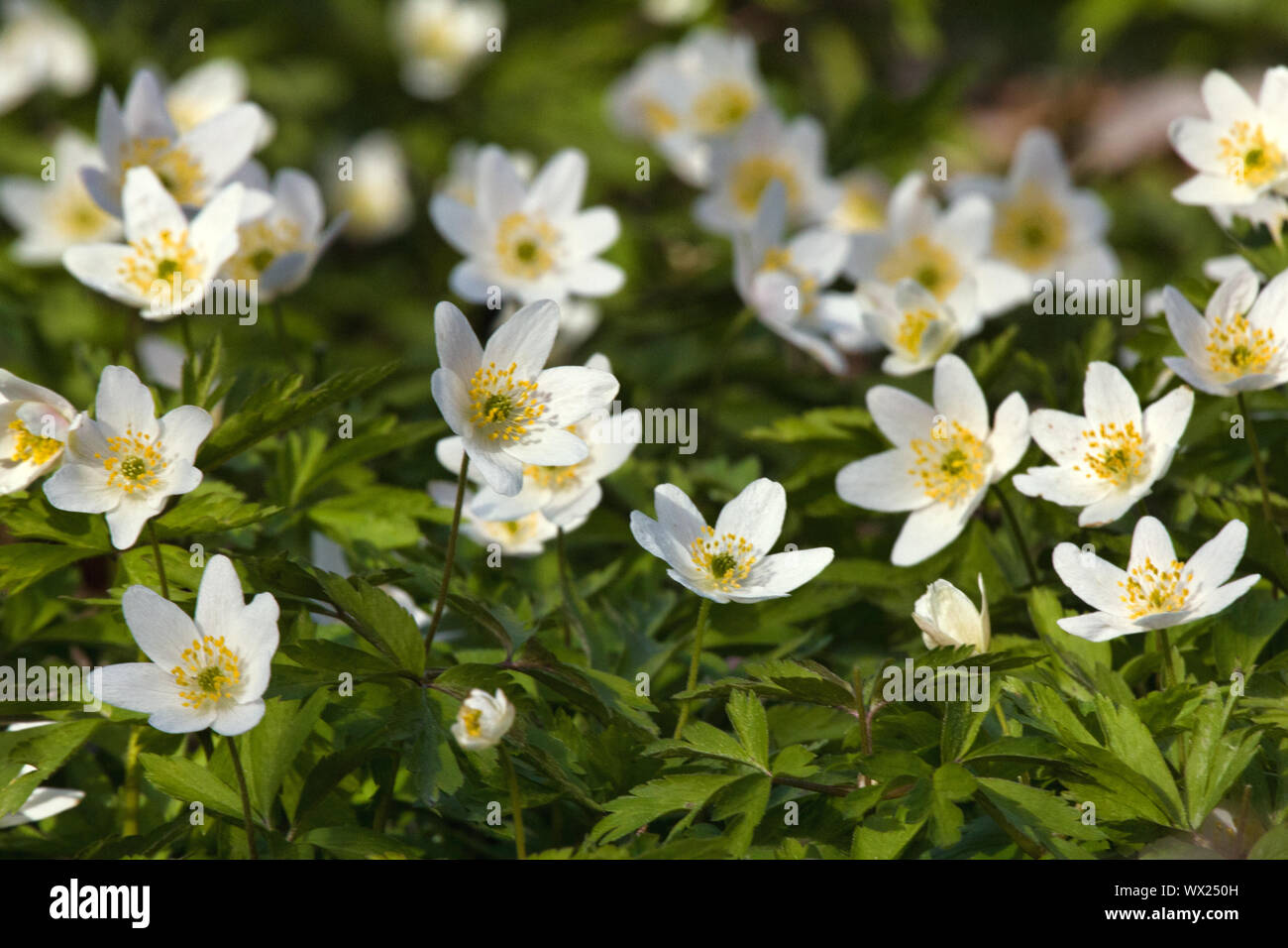 Anemone Asherah (Anemone nemorosa) in spring Stock Photo
