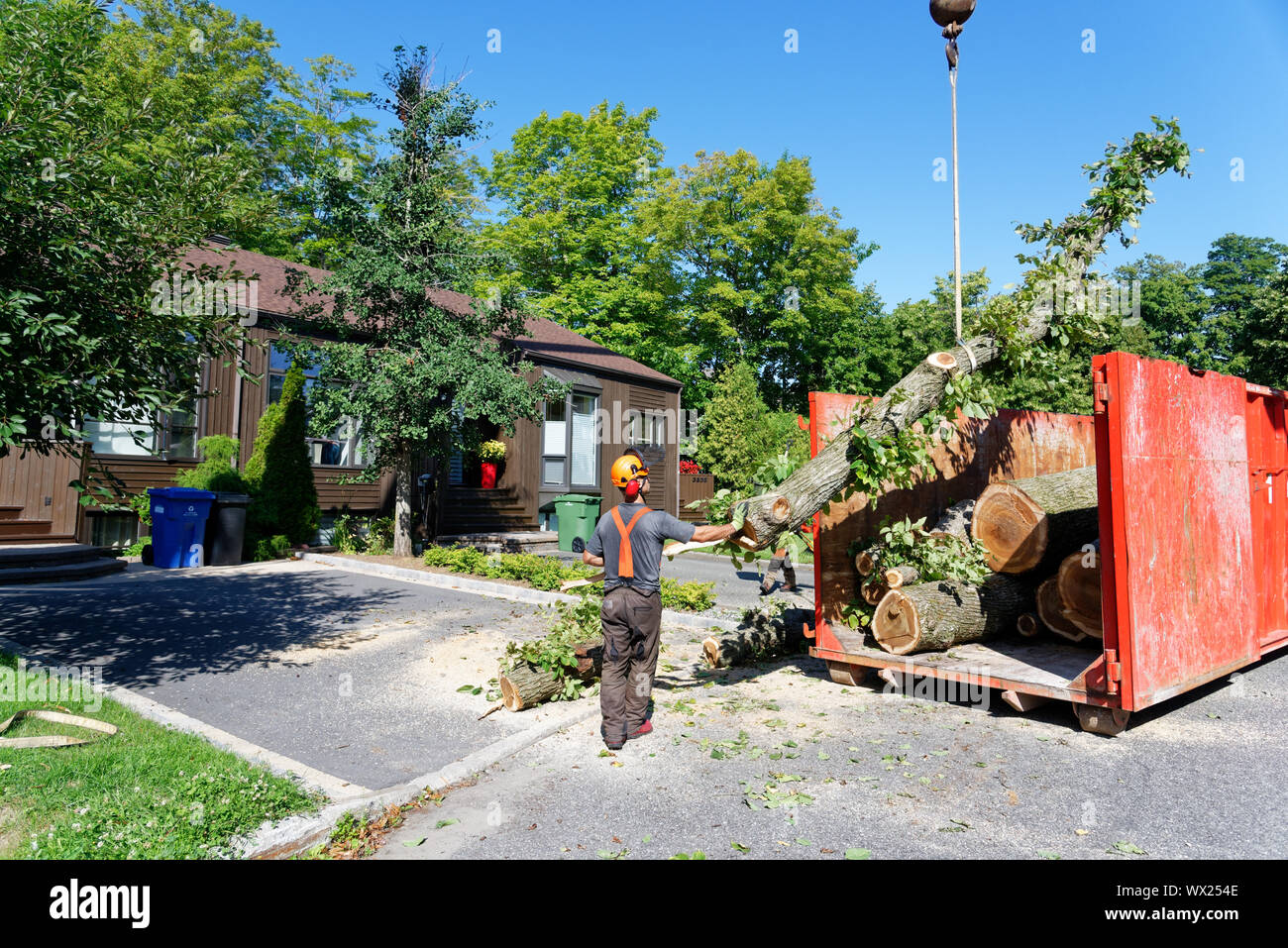 A crane lowers a branch of a large diseased elm  into a container in a  complex tree removal operation in a suburban street. Stock Photo