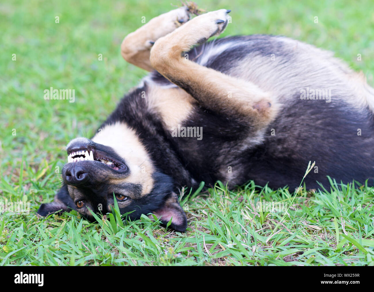 View of Dog in dry grass hi-res stock photography and images - Alamy