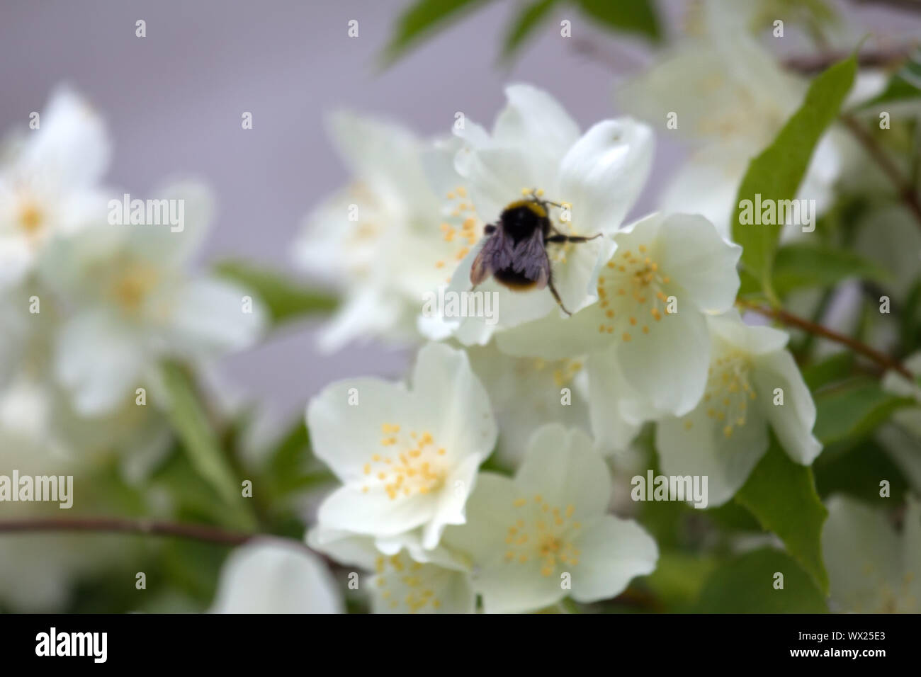 Syringa, Philadelphus - is luxurious virgin fragrant flower Stock Photo