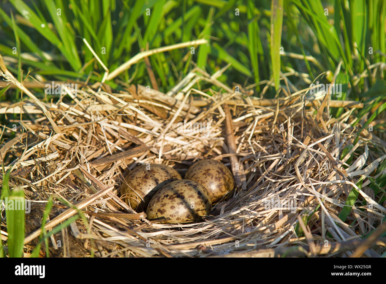 Nest of black-headed gulls with typical clutch of eggs Stock Photo
