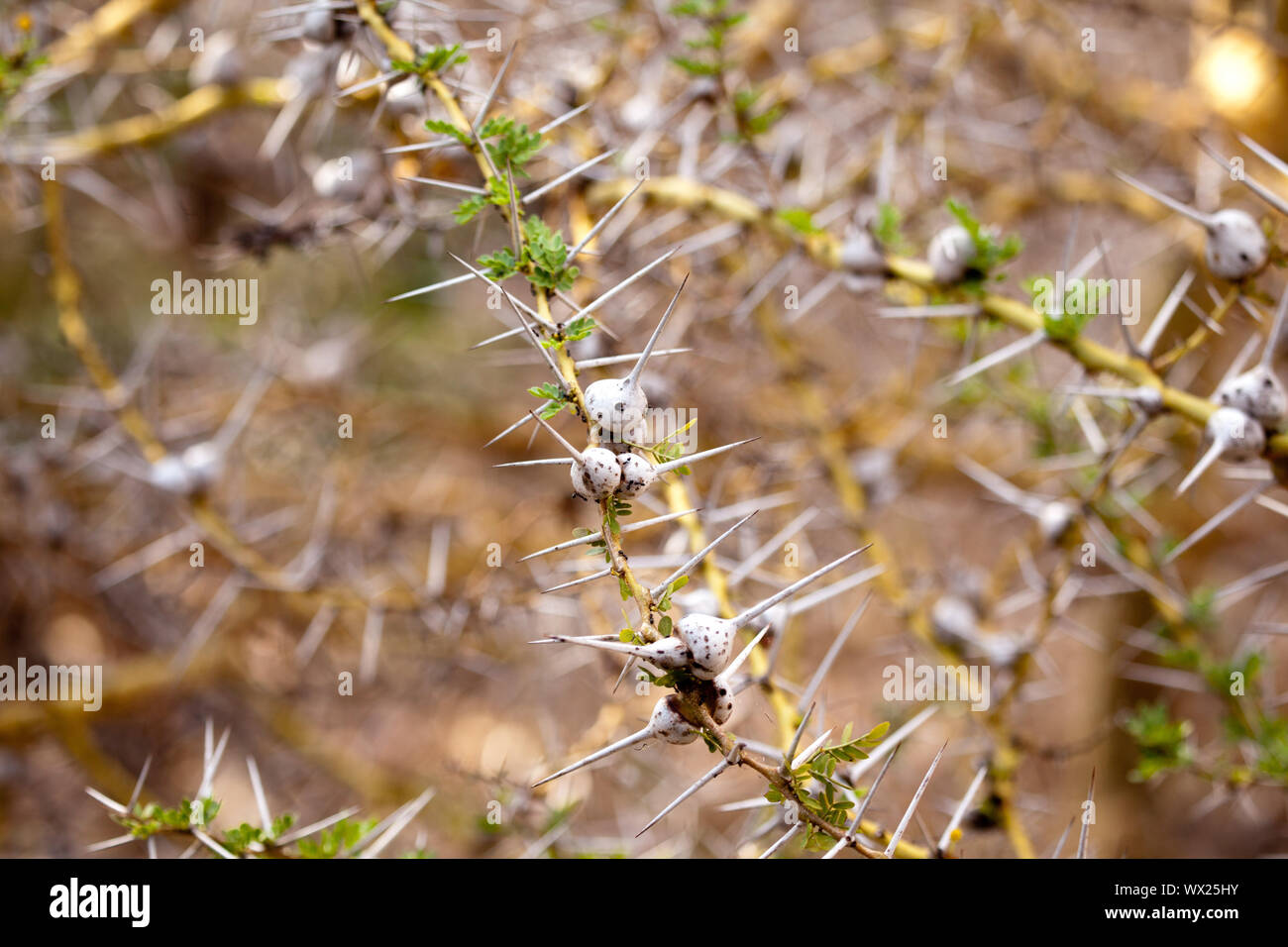 The bulging bases on the thorns of the whistling thorn acacia.  A number of black ants, that the plant has a symbiotic relationship with, can be seen Stock Photo