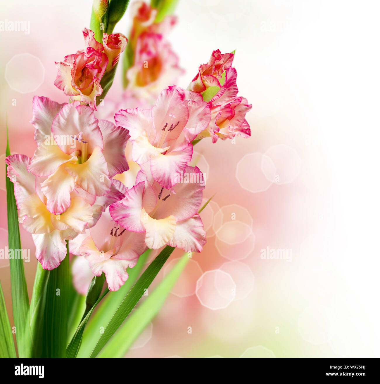 Gladiolus Autumn Flower Border Design Stock Photo