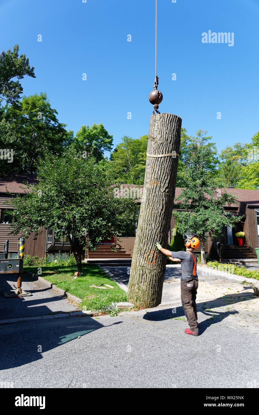 A crane lowers the trunk of a large diseased elm to the ground in a  complex tree removal operation in a suburban street. Stock Photo