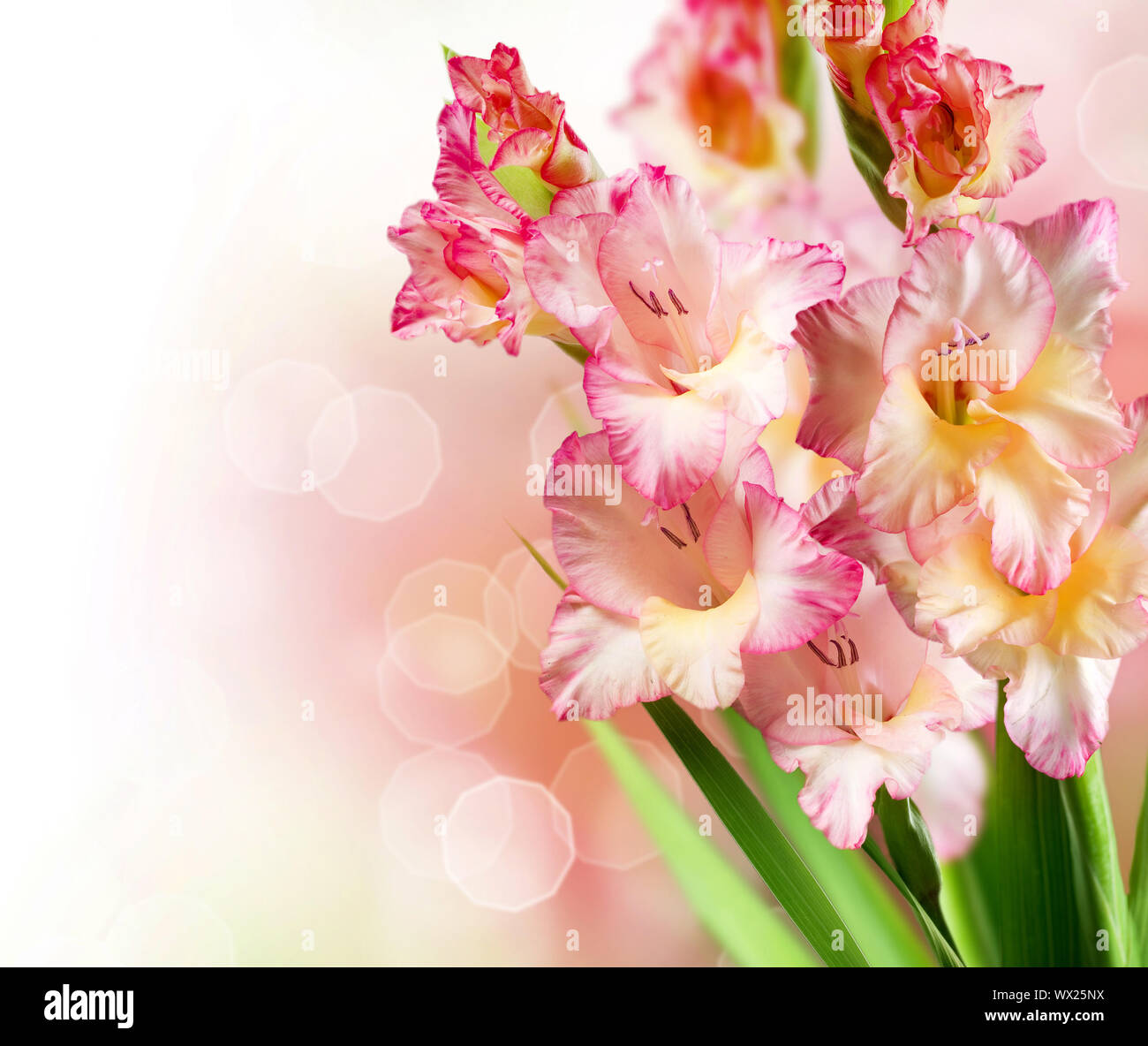 Gladiolus Autumn Flowers Border Design Stock Photo